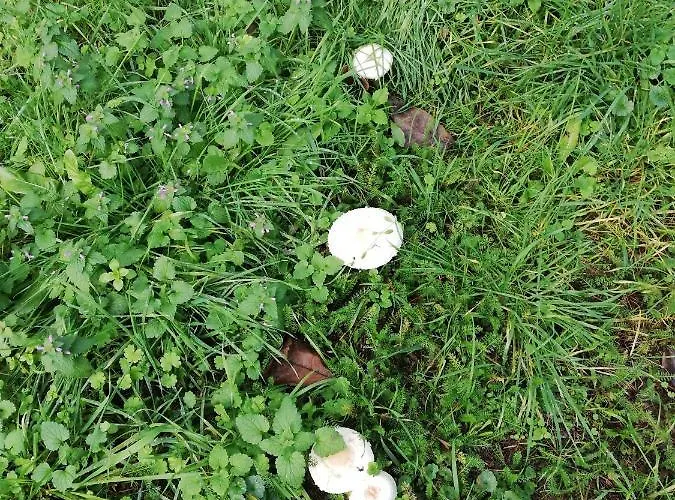 Кемпинг Pod Sowa